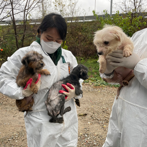 Corea: oltre 100 cani salvati da un allevamento illegale