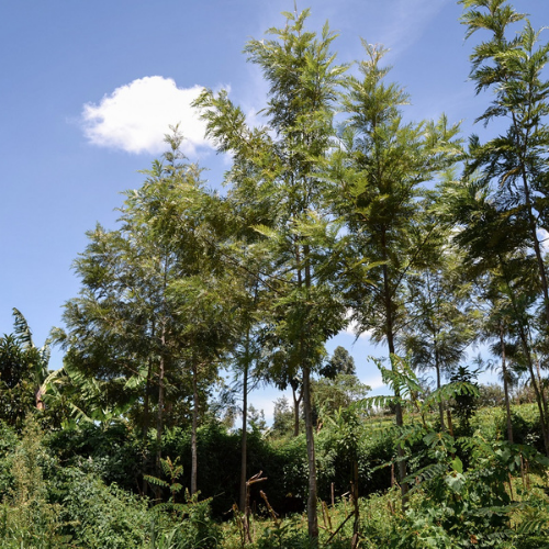 Treedom: 2 milioni di alberi piantati in 17 paesi nel mondo