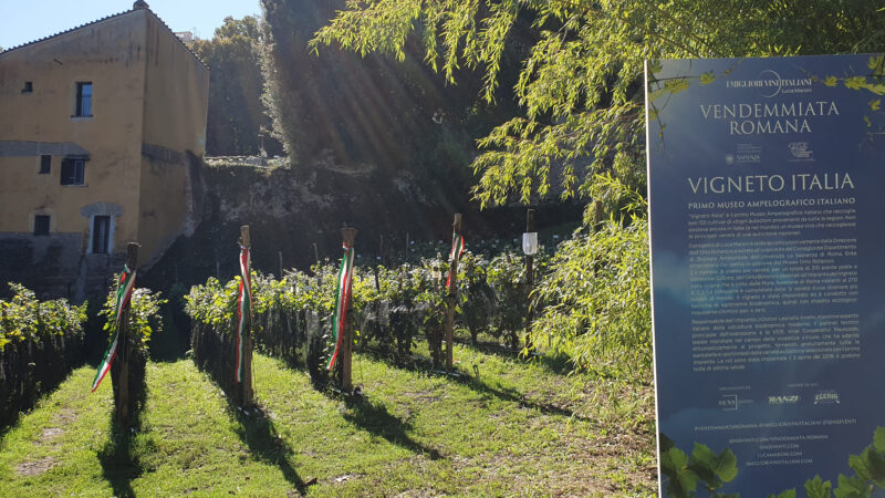 L’Orto Botanico di Roma ospita la tradizionale Vendemmiata Romana